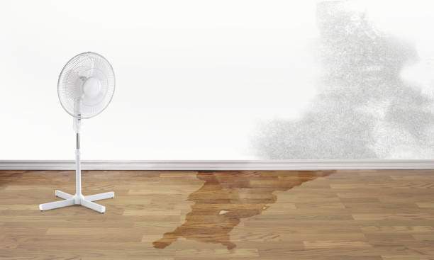 Best Water damage contractors near me  in Springfield, VA